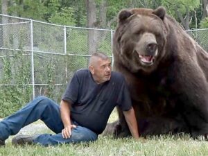 Медведь и человек фото